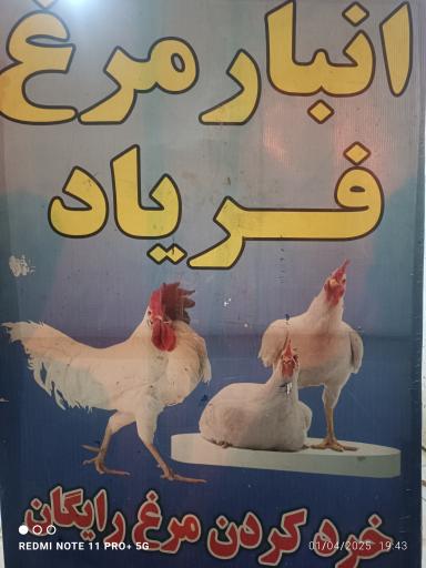 عکس مرغ زنده فریاد