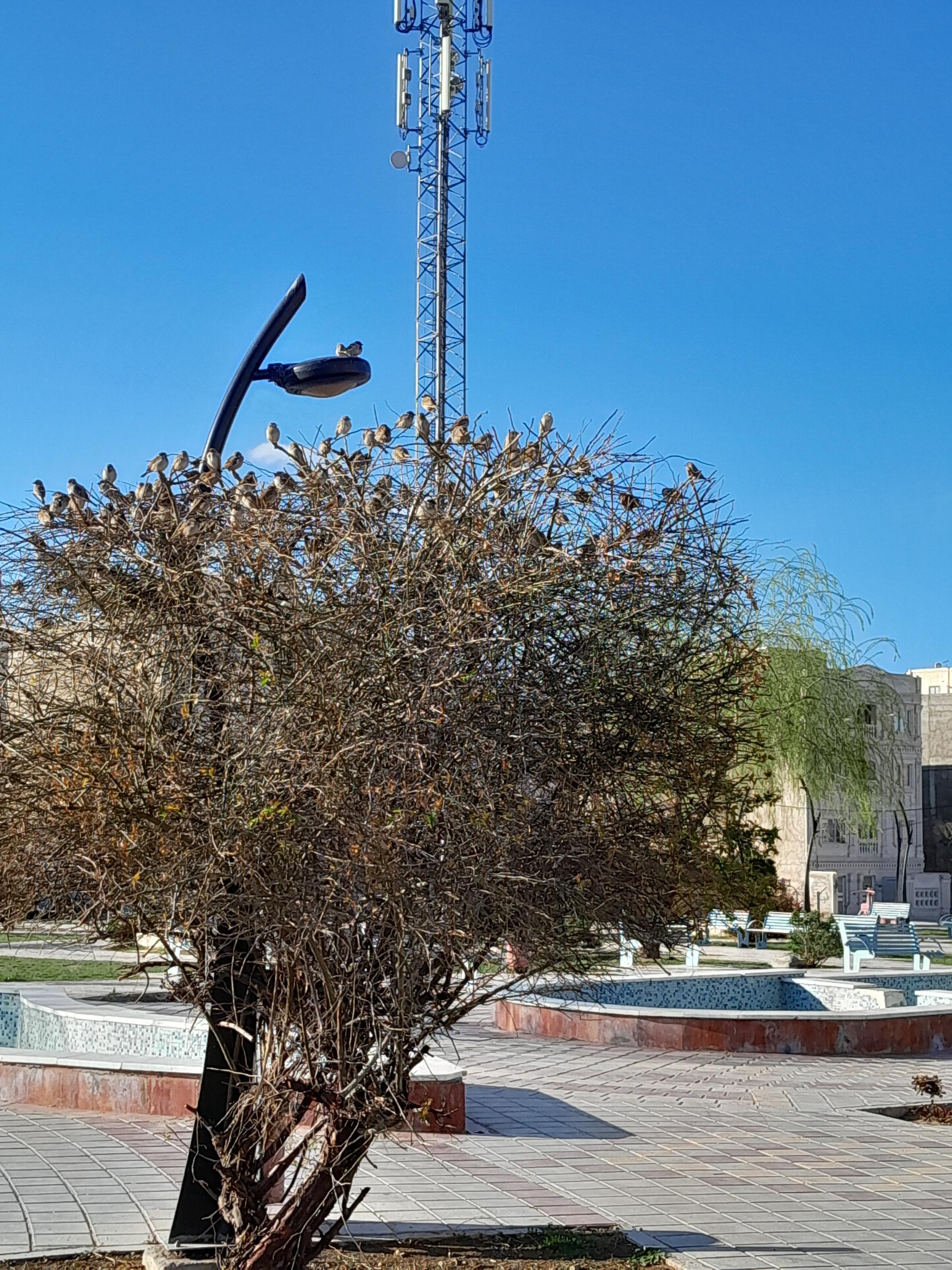 عکس بوستان لاله