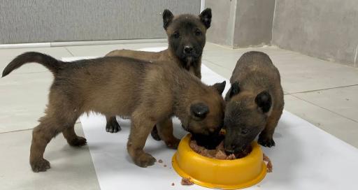 عکس درمانگاه دامپزشکی دی