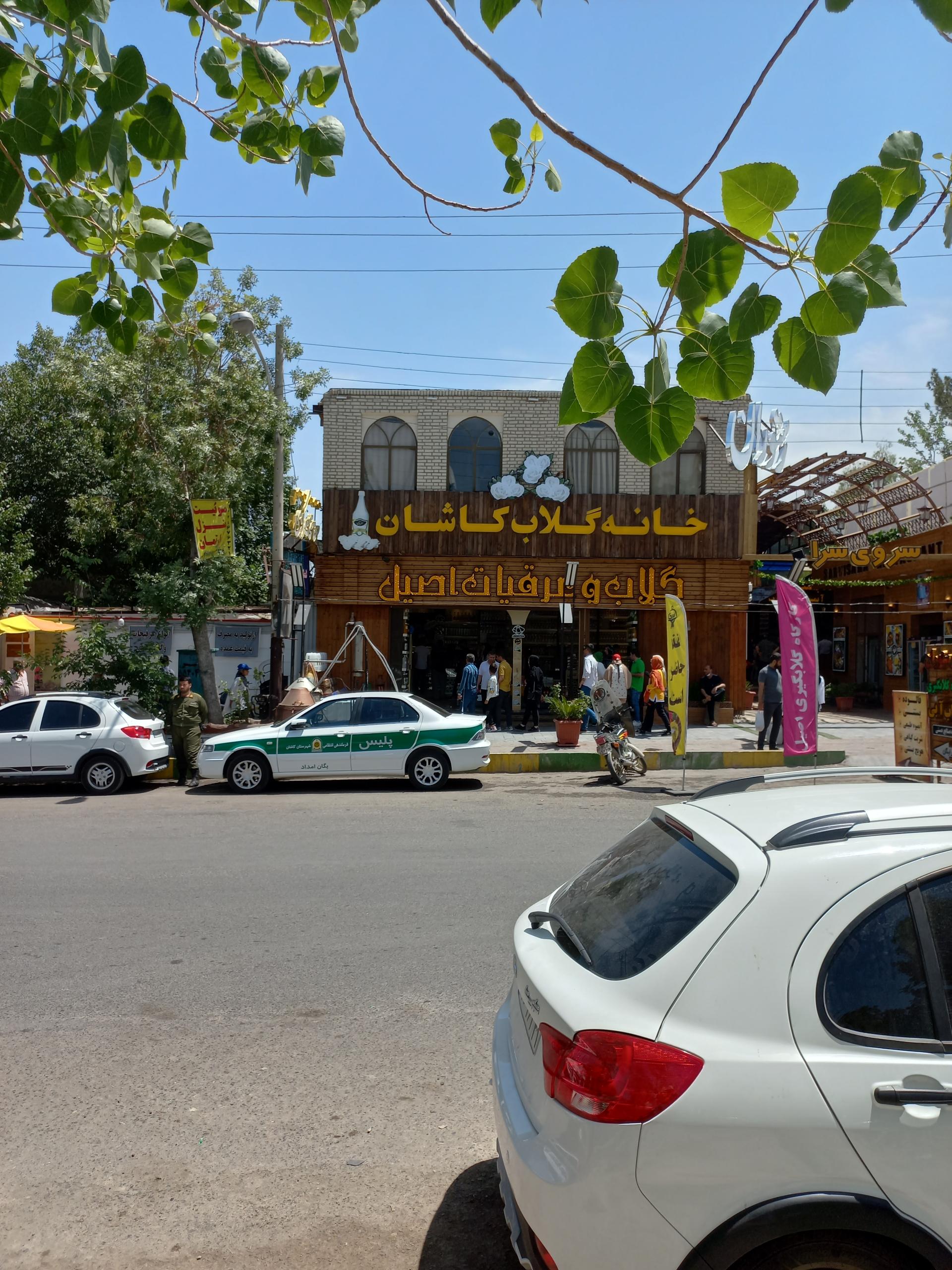 عکس گلاب اصیل