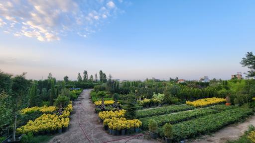 عکس گل و نهال حمید سارایی