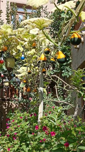 عکس اقامتگاه بومگردی چنارستان دررود