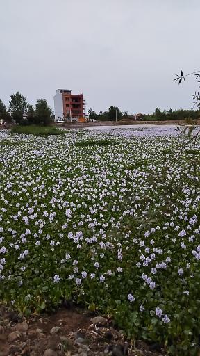 عکس تالاب کیاکلایه