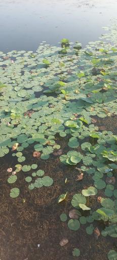 عکس تالاب کیاکلایه