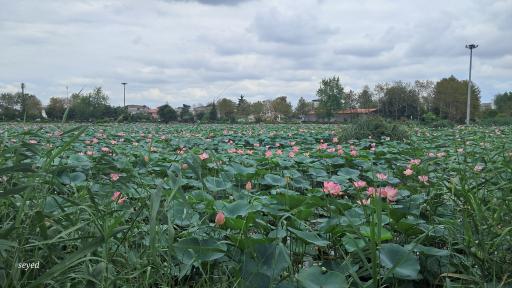 عکس تالاب کیاکلایه