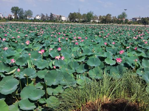 تالاب کیاکلایه