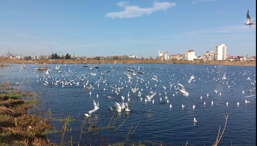 عکس تالاب کیاکلایه