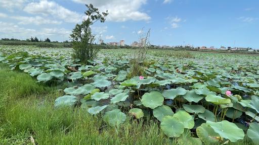 تالاب کیاکلایه