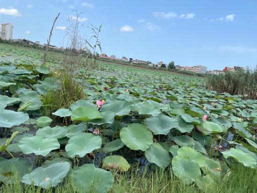 تالاب کیاکلایه