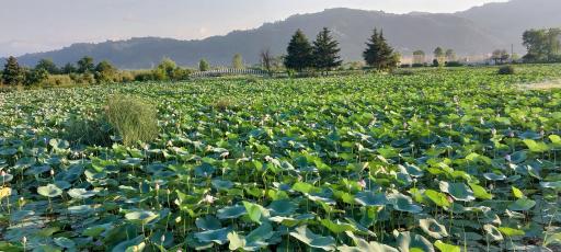 عکس تالاب کیاکلایه