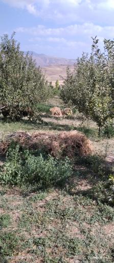 عکس قره صوفی