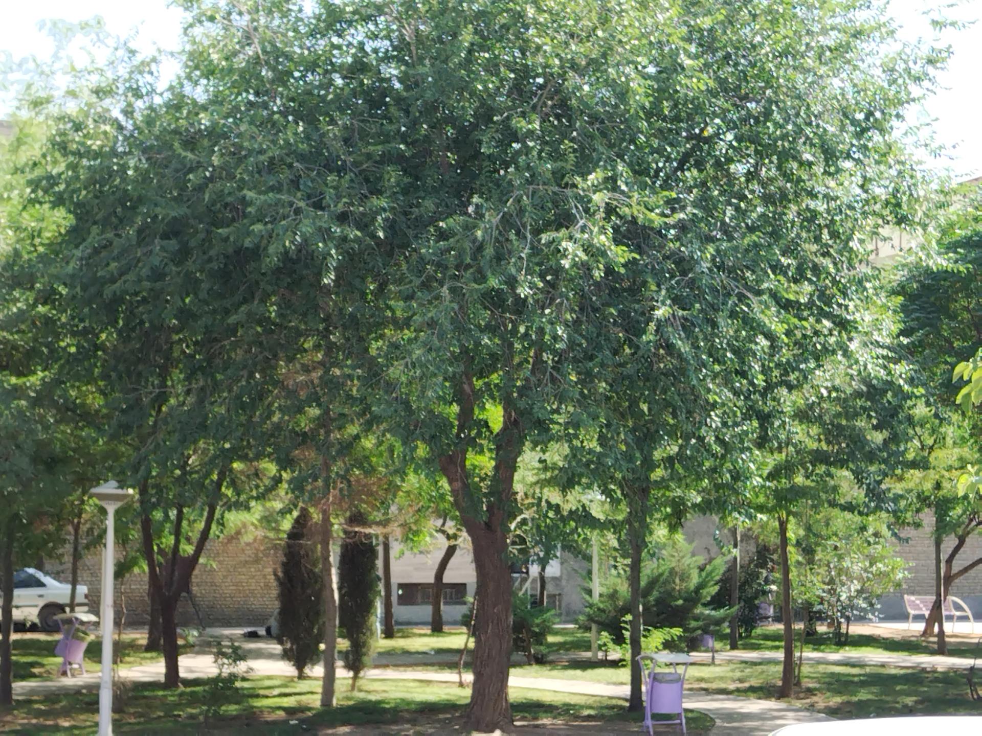 عکس پارک خطی کرامت