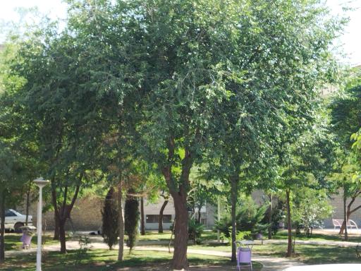 عکس پارک خطی کرامت