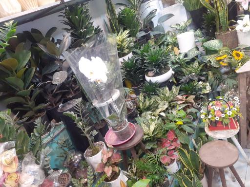 عکس گلفروشی بهارک