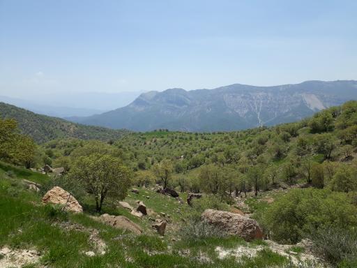 عکس سفید دشت