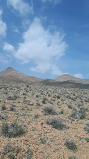 عکس سفید دشت