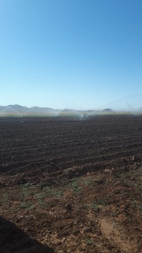 عکس سفید دشت