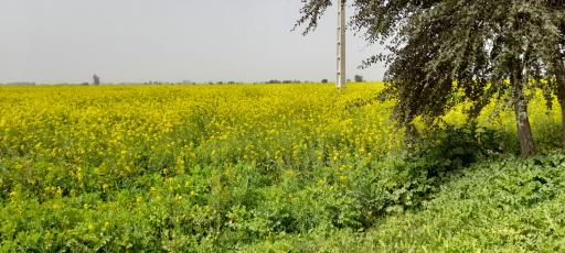 عکس جاده بنوت