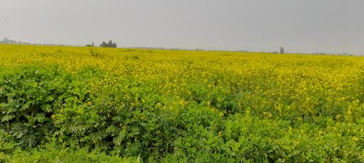 عکس جاده بنوت