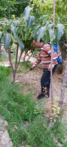 عکس باغ مصفا کریم ملکی