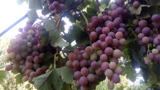 عکس باغ مصفا کریم ملکی