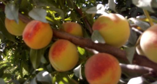 عکس باغ مصفا کریم ملکی