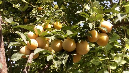 عکس باغ مصفا کریم ملکی