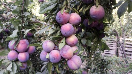 عکس باغ مصفا کریم ملکی