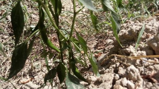 عکس باغ مصفا کریم ملکی