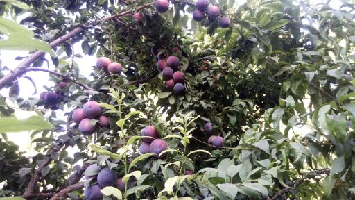 عکس باغ مصفا کریم ملکی