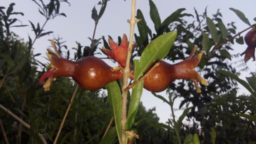 عکس باغ مصفا کریم ملکی