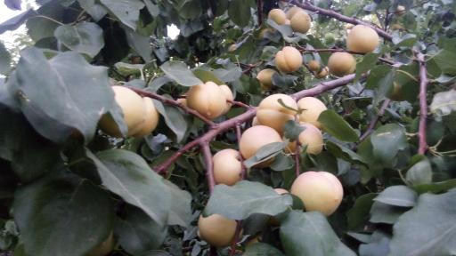 عکس باغ مصفا کریم ملکی