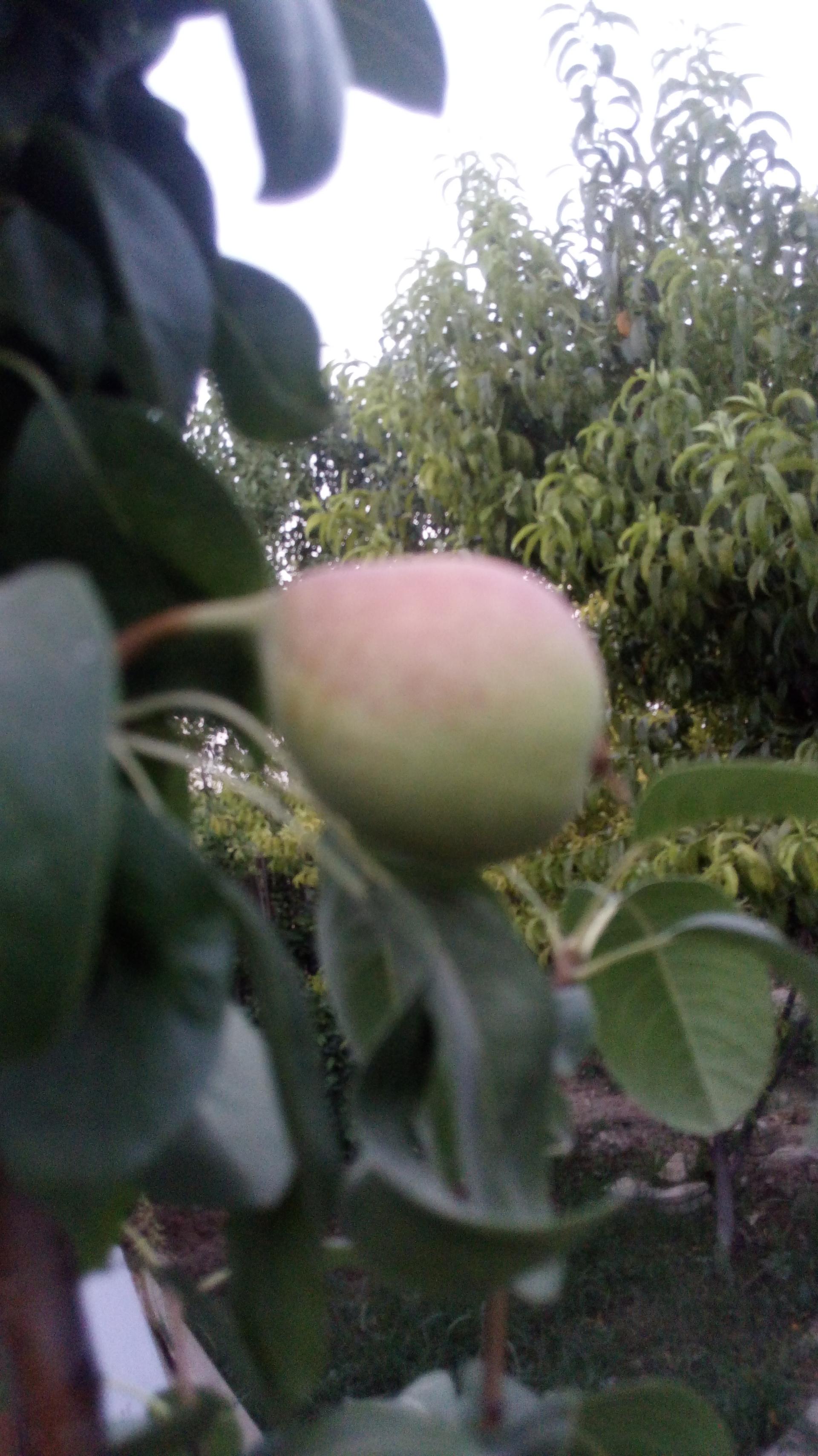 عکس باغ مصفا کریم ملکی