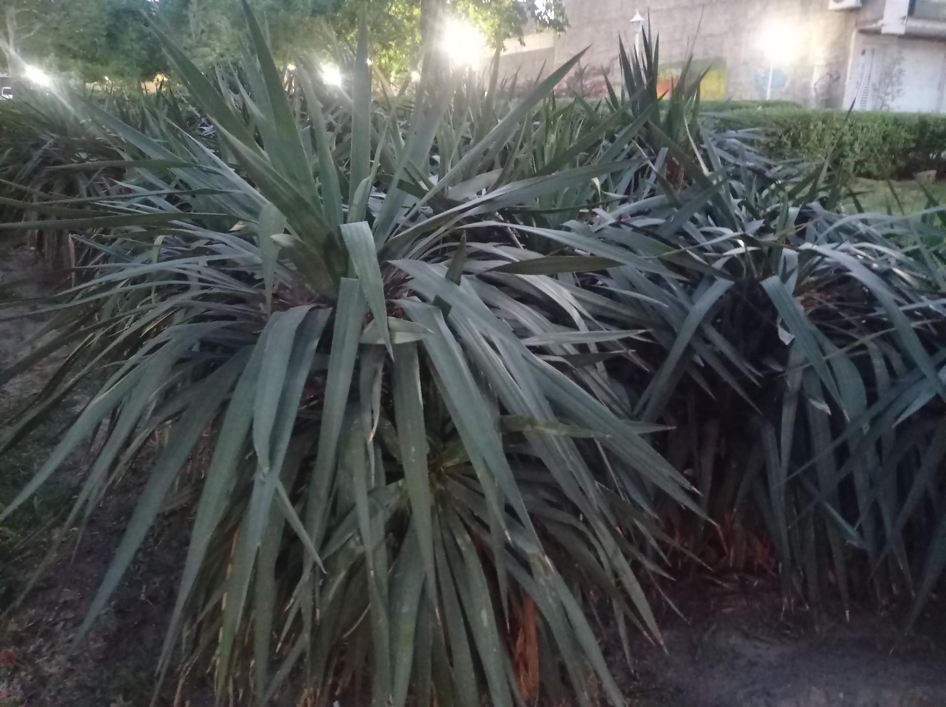 عکس بوستان انار