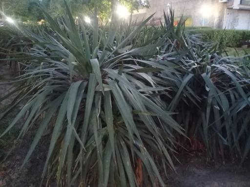 عکس بوستان انار