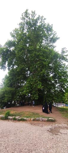 عکس کتیبه‌های سنگی طاق بستان