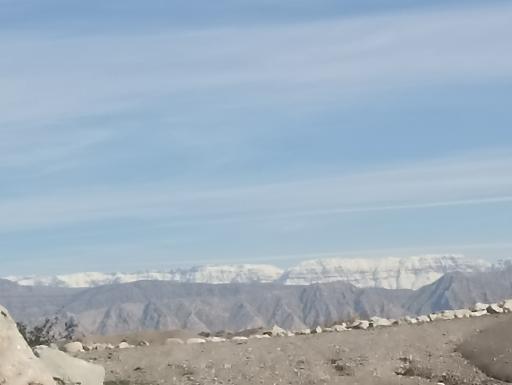 عکس لالی