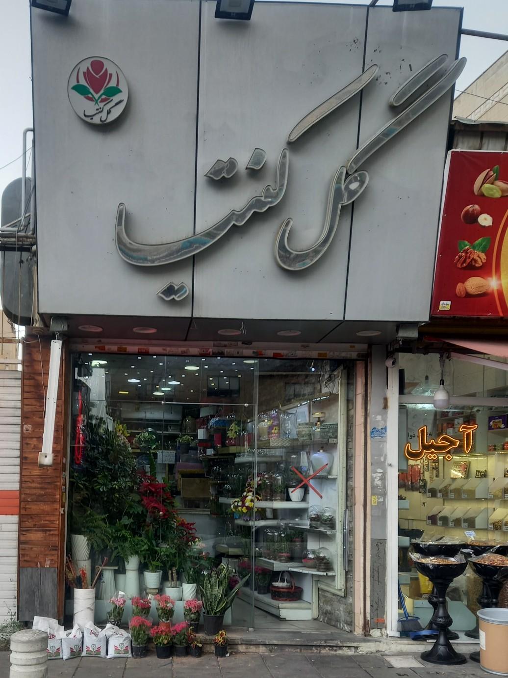 عکس گل کنتیا