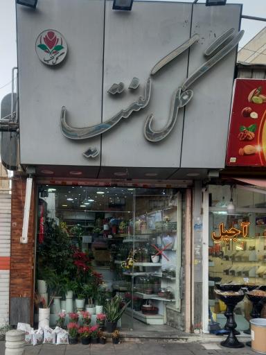 عکس گل کنتیا