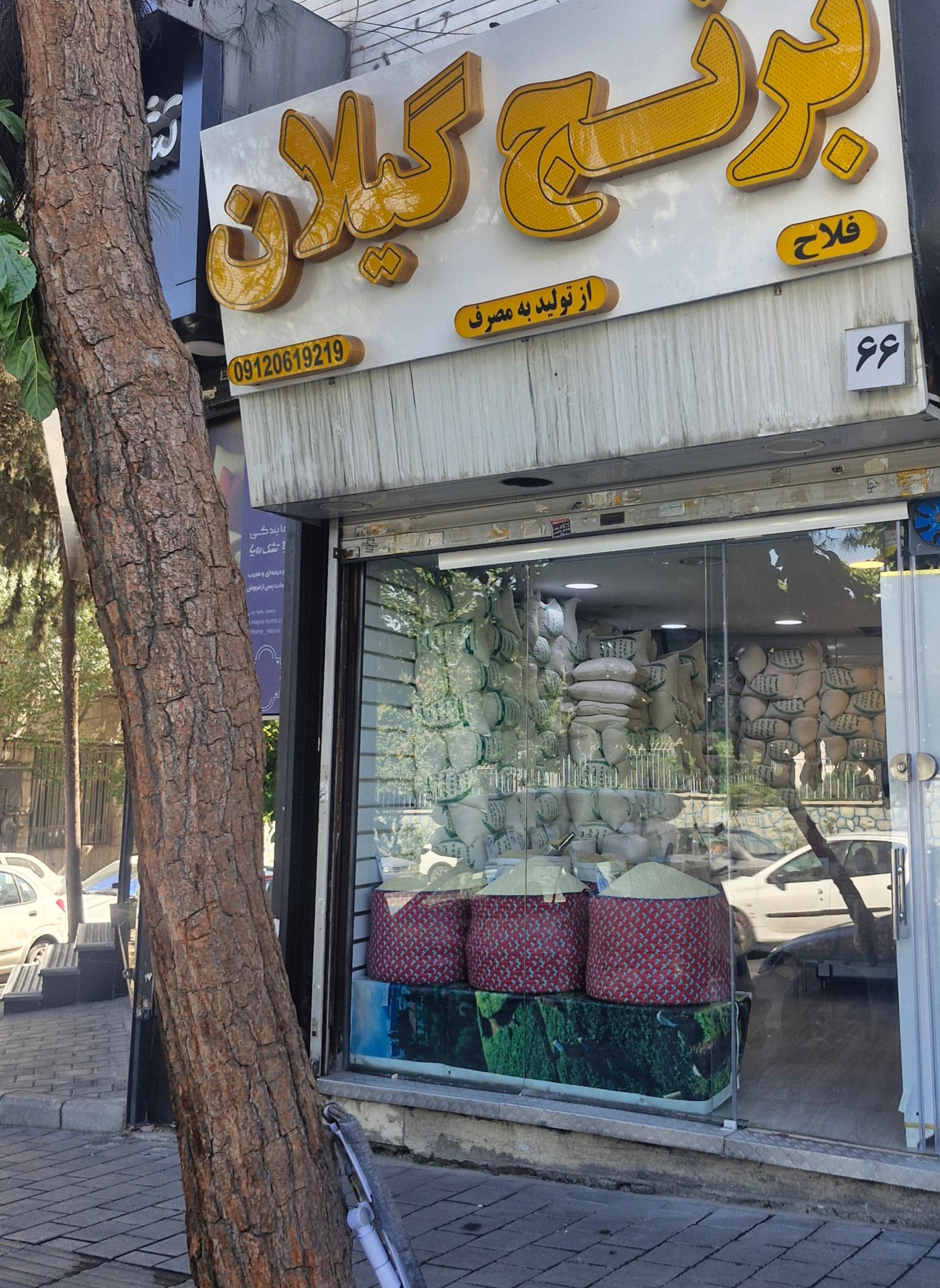 عکس برنج گیلان