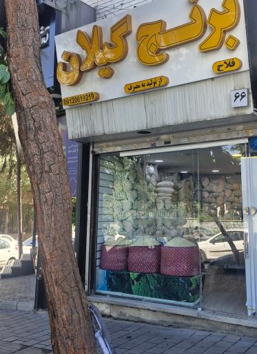 عکس برنج گیلان