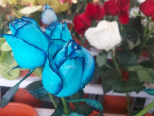 عکس گلسرای پادینا