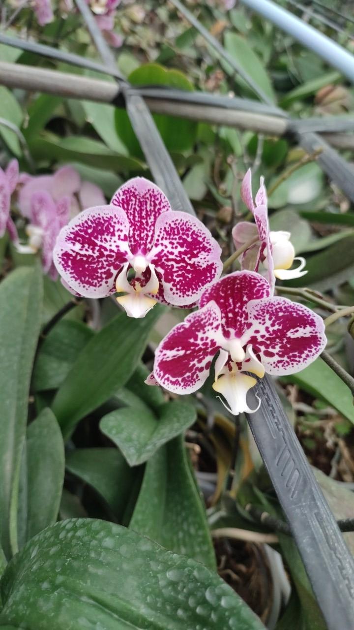 عکس گلخانه بوستان گل