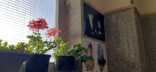 عکس نورالاصفیاء - برادران