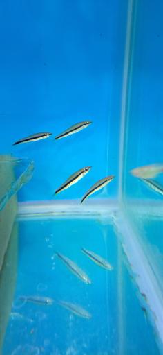 عکس فروشگاه آکواریوم و ماهی