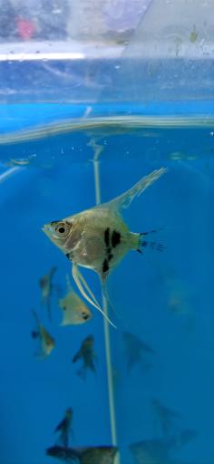 عکس فروشگاه آکواریوم و ماهی