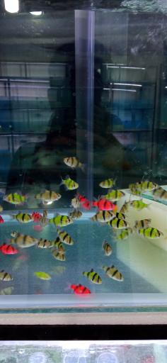 عکس فروشگاه آکواریوم و ماهی