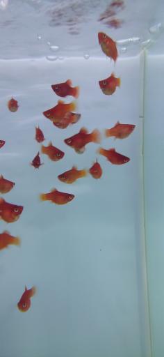 عکس فروشگاه آکواریوم و ماهی