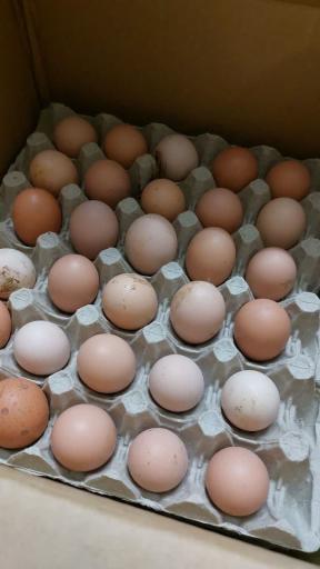 عکس لبنیات سنتی امام رضا 