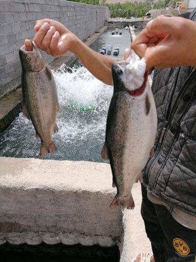 عکس پرورش ماهی قزل آلا